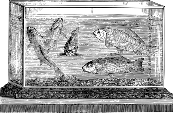 Beste Aquaariumplanten Meststoffen: Welke Is Geschikt Voor Jouw Planten? - Verzorging van Vissen en Aquaria