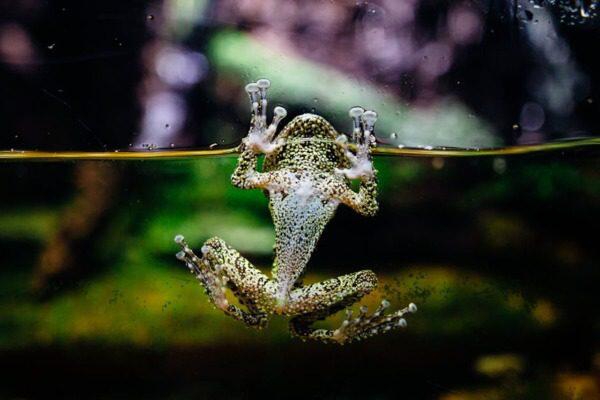 6 Effectieve Strategieën om Algen in je Visaquarium te Bestrijden - Verzorging van Vissen en Aquaria