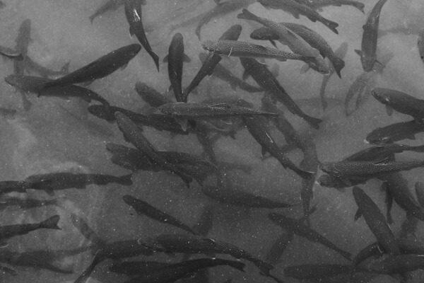 Hoe Garnalen te Gebruiken voor Algenbeheersing in Low-Tech Tanks - Uncategorized