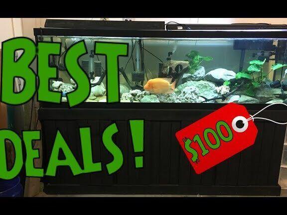 Aquarium Goedkoop: De Beste Tips voor Betaalbare Aquaria - Verzorging van Vissen en Aquaria