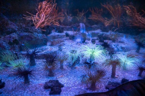 5 Beste Voedingsmiddelen voor Zoetwateraquarium Garnalen - Verzorging van Vissen en Aquaria