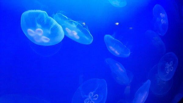 Alkaliteit: De Sleutel tot Gezonde Koraal in Jouw Rif Aquarium - Onderhoud en Verbetering van Aquaria