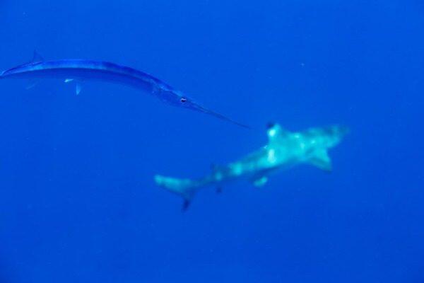 De Beste Aquariumfilters: Top Keuzes Voor Een Schone Tank - Onderhoud en Verbetering van Aquaria