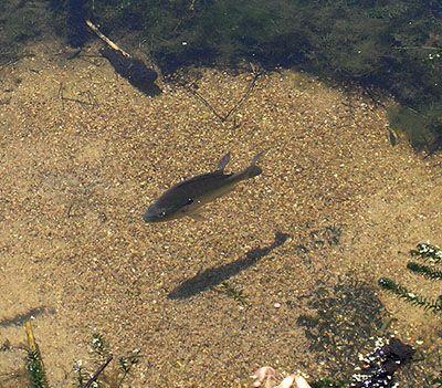 Hebben Vissen Zuurstof Nodig? Factoren die de Zuurstofconsumptie Beïnvloeden - Verzorging van Vissen en Aquaria
