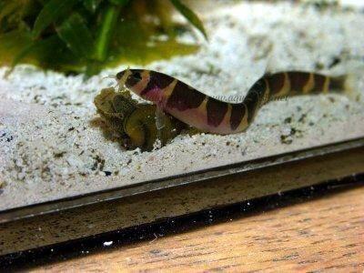 Kuhli Loaches Kweken in Gevangenis: Een Stapsgewijze Gids - Verzorging van Vissen en Aquaria