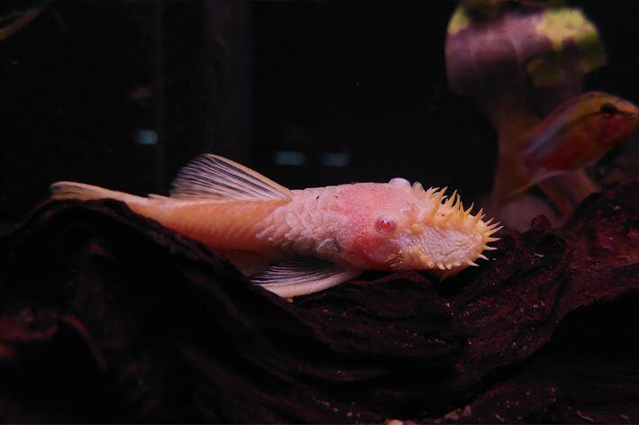 De Ultieme Gids voor het Kweken van Borstelneusmeervallen - Verzorging van Vissen en Aquaria