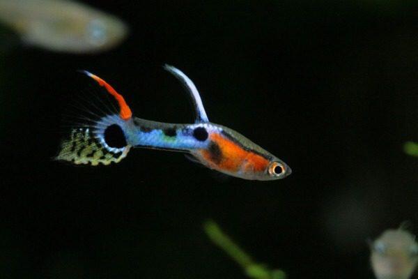 Hoe je voor zoetwatervissen zorgt - Help je vissen gedijen - Uncategorized