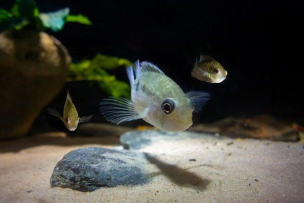 Hoe je Clown Loaches in Thuisaquaria Verzorgt: Een Complete Gids - Verzorging van Vissen en Aquaria