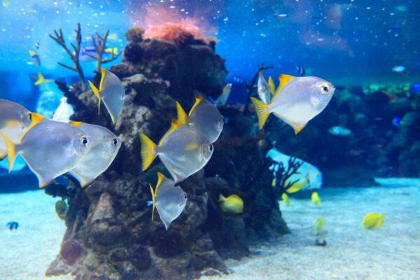 Stap-voor-stap Gids voor het Inrichten van een Dwerghémel Aquarium - Uncategorized