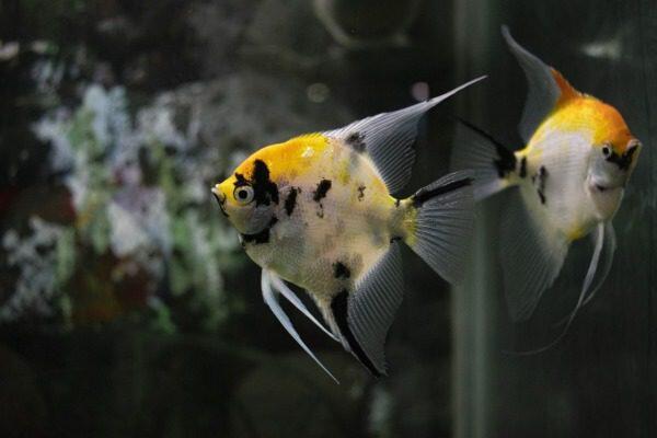 Onze Top 15 Aanbevelingen voor Planten in Aquaria met Weinig Licht - Aquariumplanten