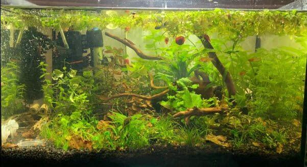 De Beste Verlichting voor Nano Zoetwater Garnalen- en Vissenaquaria - Onderhoud en Verbetering van Aquaria