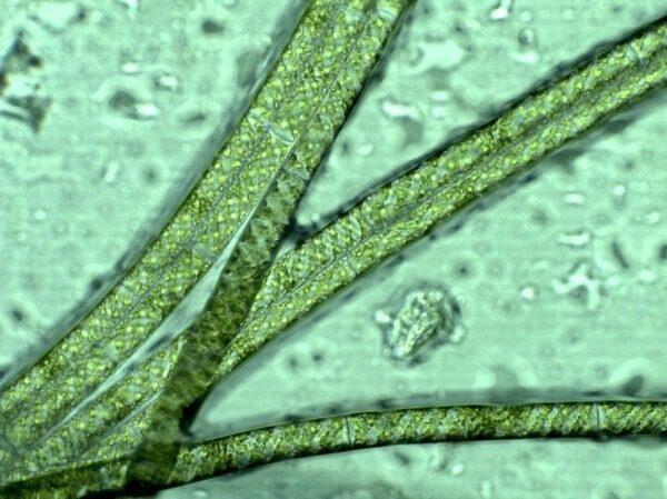 De Beste Verlichting voor Nano Zoetwater Garnalen- en Vissenaquaria - Onderhoud en Verbetering van Aquaria