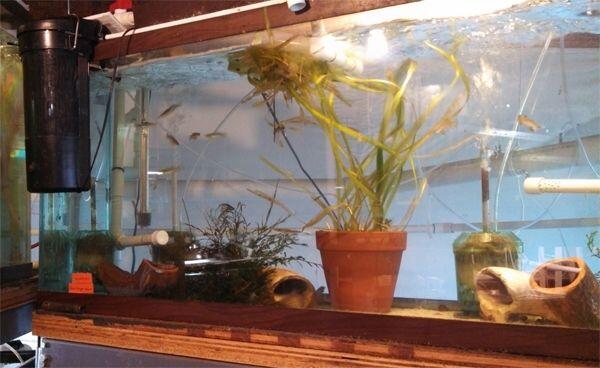 De Ultieme Gids voor het Kweken van Borstelneusmeervallen - Verzorging van Vissen en Aquaria