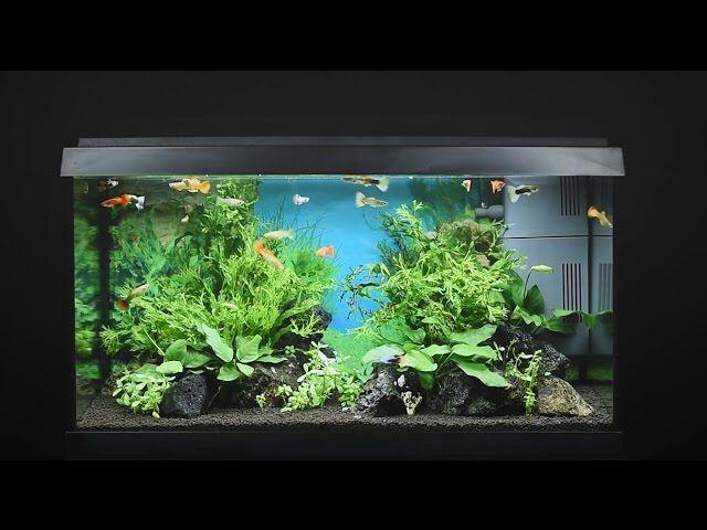 Aquarium 60L: Tips voor een Gezond en Prachtig Onderwaterwereld - Uncategorized