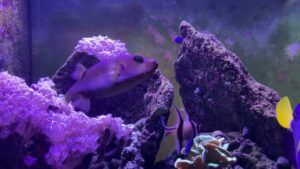 Adembenemende aquarium grot ideeën voor een weergaloze onderwaterwereld - Uncategorized