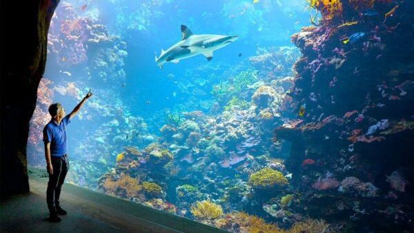 Titel: "De beste tips voor het inrichten van een aquarium in Nederland - Onderhoud en Verbetering van Aquaria