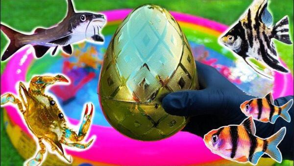 Aquarium Surprise: Verrassende Tips voor een Prachtig Onderwaterlandschap - Uncategorized