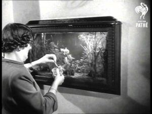 Aquarium Vintage Amsterdam: De Perfecte Locatie voor Unieke Aquaria - Uncategorized