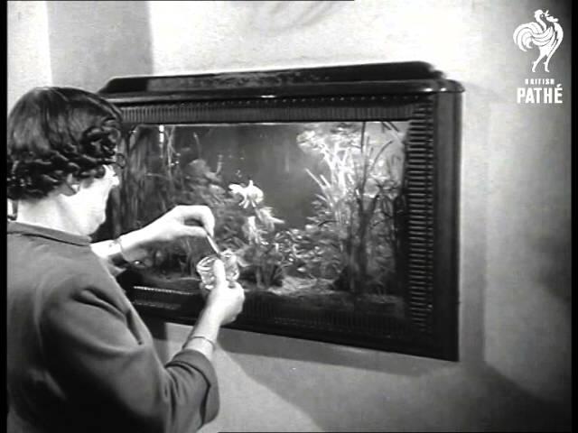 Aquarium Vintage Amsterdam: De Perfecte Locatie voor Unieke Aquaria - Uncategorized