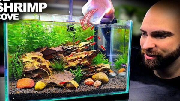 De Beste Verlichting voor Nano Zoetwater Garnalen- en Vissenaquaria - Onderhoud en Verbetering van Aquaria