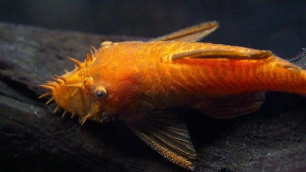 De Ultieme Gids voor het Kweken van Borstelneusmeervallen - Verzorging van Vissen en Aquaria