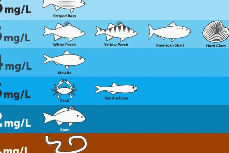 Hebben Vissen Zuurstof Nodig? Factoren die de Zuurstofconsumptie Beïnvloeden - Verzorging van Vissen en Aquaria