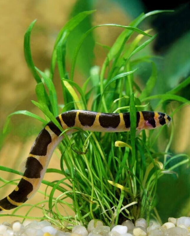 Kuhli Loaches Kweken in Gevangenis: Een Stapsgewijze Gids - Verzorging van Vissen en Aquaria
