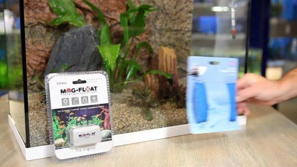 De Beste Vissen voor in een Klein Aquarium: Tips en Adviezen - Verzorging van Vissen en Aquaria