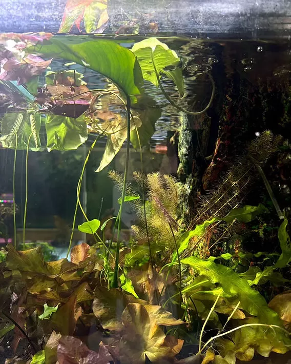De Beste Waterplanten voor Jouw Aquarium: Tips en Adviezen De Beste Waterplanten voor Jouw Aquarium: Tips en Adviezen - Aquariumplanten