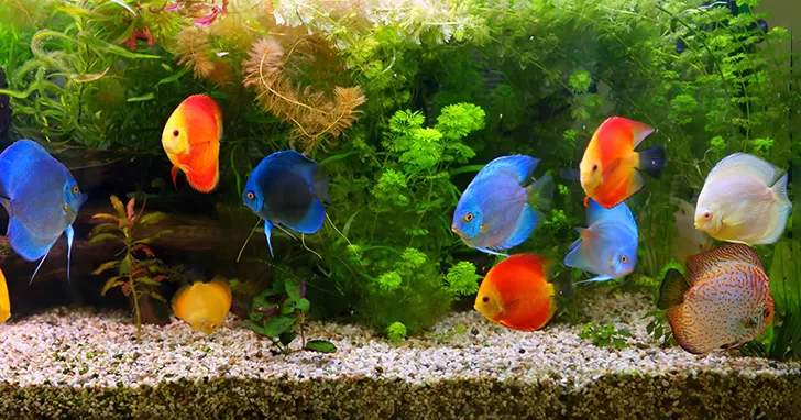 Plantenvoeding voor Aquarium: De Ultieme Gids voor Gezonde Aquatische Planten Plantenvoeding voor Aquarium: De Ultieme Gids voor Gezonde Aquatische Planten - Onderhoud en Verbetering van Aquaria