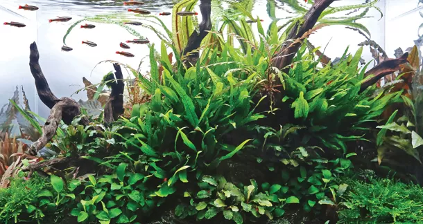 De Beste Waterplanten voor Jouw Aquarium: Tips en Adviezen De Beste Waterplanten voor Jouw Aquarium: Tips en Adviezen - Aquariumplanten