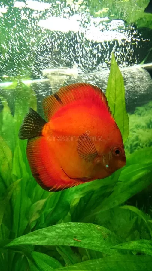 10 Vis voor een 10-Gallon Aquarium - Hoeveel Passen Er In? 10 Vis voor een 10-Gallon Aquarium - Hoeveel Passen Er In? - Verzorging van Vissen en Aquaria