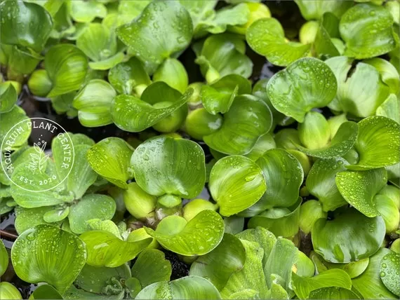 De Beste Waterplanten voor Jouw Aquarium: Tips en Adviezen De Beste Waterplanten voor Jouw Aquarium: Tips en Adviezen - Aquariumplanten