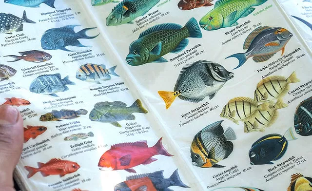 Rond Aquarium: De Perfecte Keuze voor Jouw Interieur en Aquatische Leven Rond Aquarium: De Perfecte Keuze voor Jouw Interieur en Aquatische Leven - Aquariumdieren