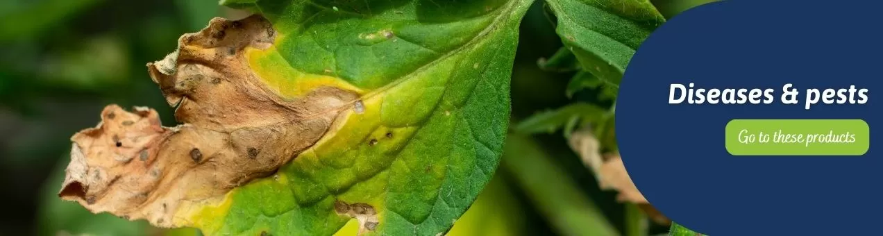 Hoe Groene Haaraalgen In Een Zoutwateraquarium Te Verwijderen? - Onderhoud en Verbetering van Aquaria