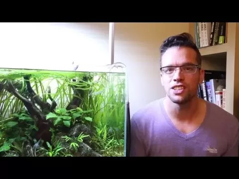 Plantenvoeding voor Aquarium: De Ultieme Gids voor Gezonde Aquatische Planten Plantenvoeding voor Aquarium: De Ultieme Gids voor Gezonde Aquatische Planten - Onderhoud en Verbetering van Aquaria