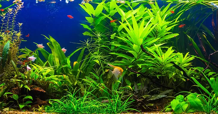 Plantenvoeding voor Aquarium: De Ultieme Gids voor Gezonde Aquatische Planten Plantenvoeding voor Aquarium: De Ultieme Gids voor Gezonde Aquatische Planten - Onderhoud en Verbetering van Aquaria