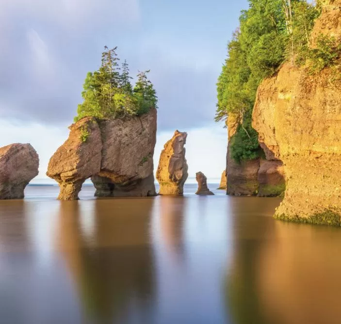 Een Gids voor Koraaldippen voor een Gezond Rif Aquarium - Onderhoud en Verbetering van Aquaria