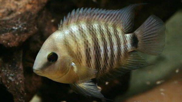 Hoe ik de groeisnelheid van de Archocentrus spilurus (“Cutteri”) heb bereikt - Verzorging van Vissen en Aquaria