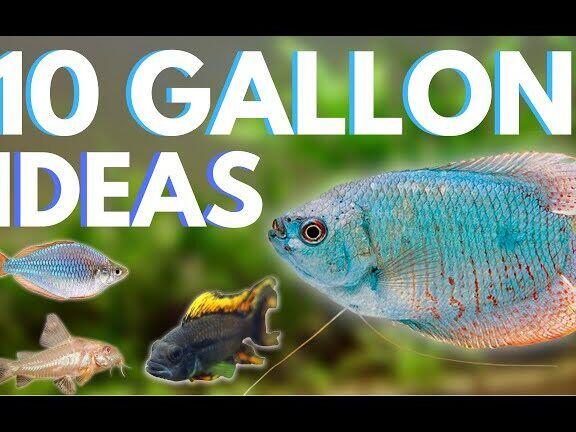 10 Vis voor een 10-Gallon Aquarium - Hoeveel Passen Er In? - Verzorging van Vissen en Aquaria