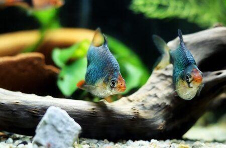 De Beste Tankgenoten voor Tijgerbarben: Tips voor een Harmonieuze Aquariumomgeving - Verzorging van Vissen en Aquaria