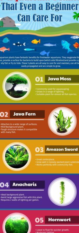 De Beste Waterplanten voor Jouw Aquarium: Tips en Adviezen - Aquariumplanten