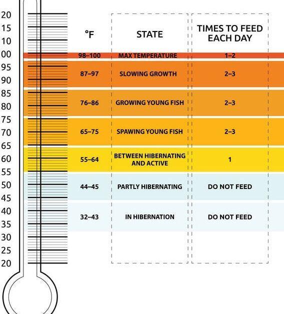 De Ideale Watertemperatuur voor Goudvissen: Perfecte Instellingen voor Jouw Aquarium en Vijver - Verzorging van Vissen en Aquaria