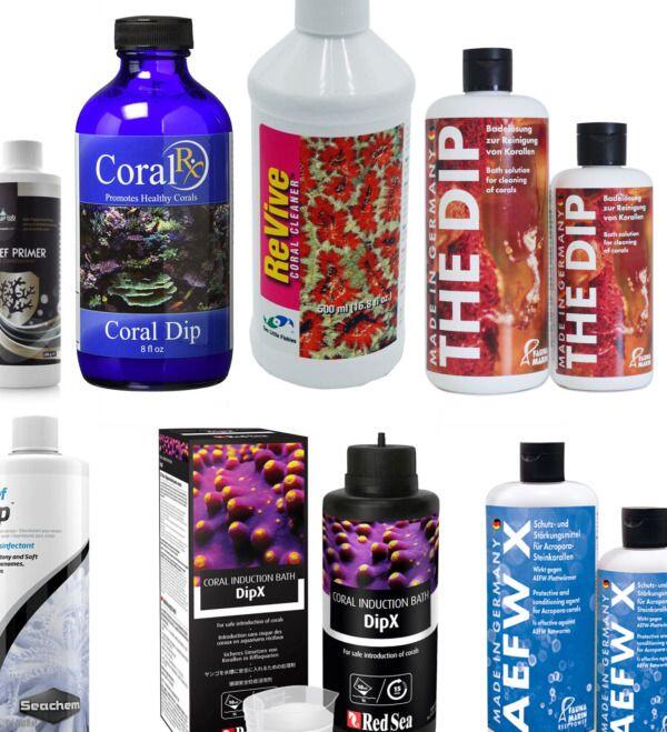 Een Gids voor Koraaldippen voor een Gezond Rif Aquarium - Onderhoud en Verbetering van Aquaria