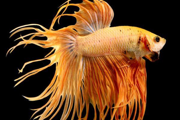 Effectieve Alternatieve Behandelingen voor Verstopping bij Betta splendens - Verzorging van Vissen en Aquaria