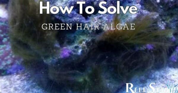 Hoe Groene Haaraalgen In Een Zoutwateraquarium Te Verwijderen? - Onderhoud en Verbetering van Aquaria