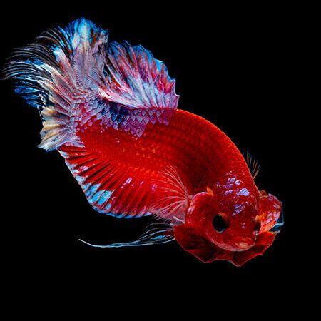 Hoe Lang Leven Betta Vissen? - Een Complete Gids - Verzorging van Vissen en Aquaria