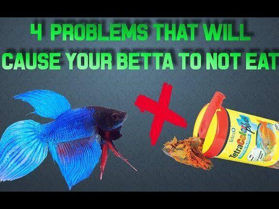 Waarom eet mijn nieuwe Betta niet? Oorzaken en oplossingen - Verzorging van Vissen en Aquaria